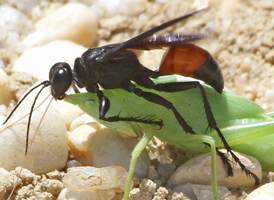 Palmodes dimidiatus